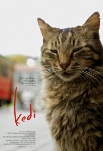 دانلود مستند Kedi 2016417655-760536216