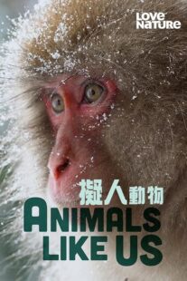دانلود مستند Animals Like Us423066-1713168110